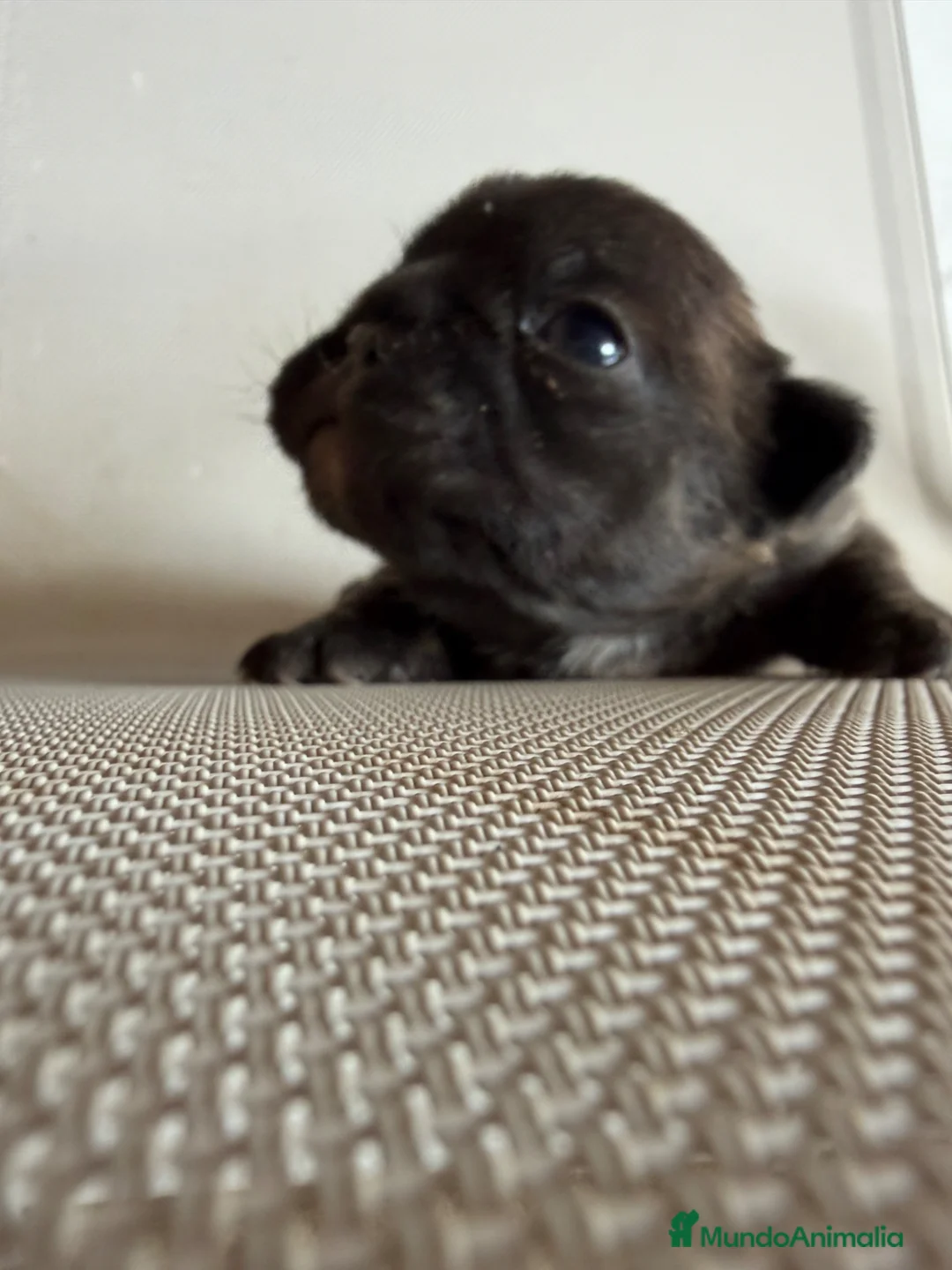 Bulldog Francés perros en venta: Bulldog francés  - Anuncio 5