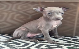 Pequeño Lebrel Italiano perros en venta: CACHORROS DE PICCOLO LEBREL ITALIANO - Imagen 9