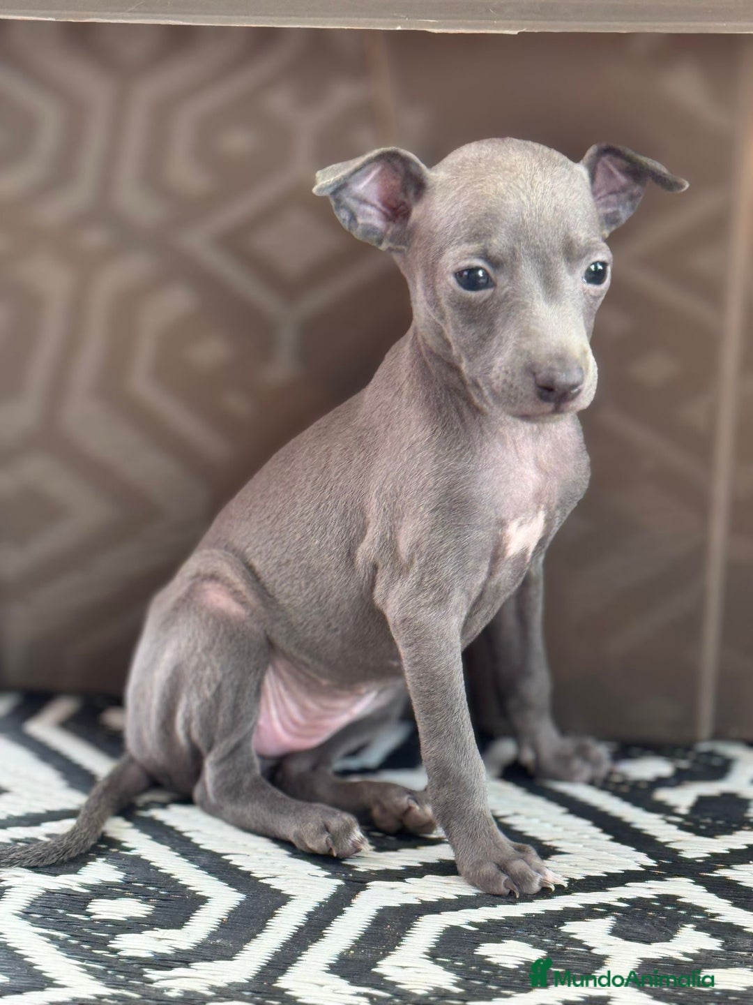 Pequeño Lebrel Italiano perros en venta: CACHORROS DE PICCOLO LEBREL ITALIANO - Imagen 9