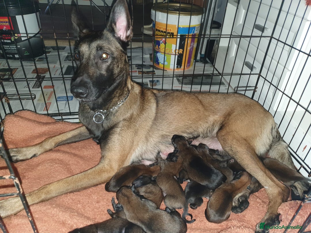 Pastor Belga Malinois perros en venta: Pastor Belga Manilois - Anuncio 3