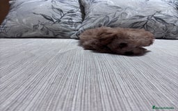 Caniche Toy perros en venta: Excelente ejemplar caniche toy - Imagen 4