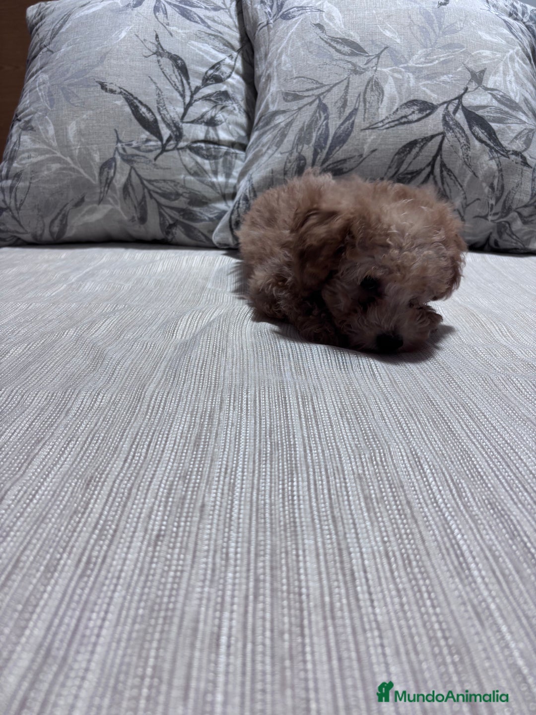 Caniche Toy perros en venta: Excelente ejemplar caniche toy - Imagen 4