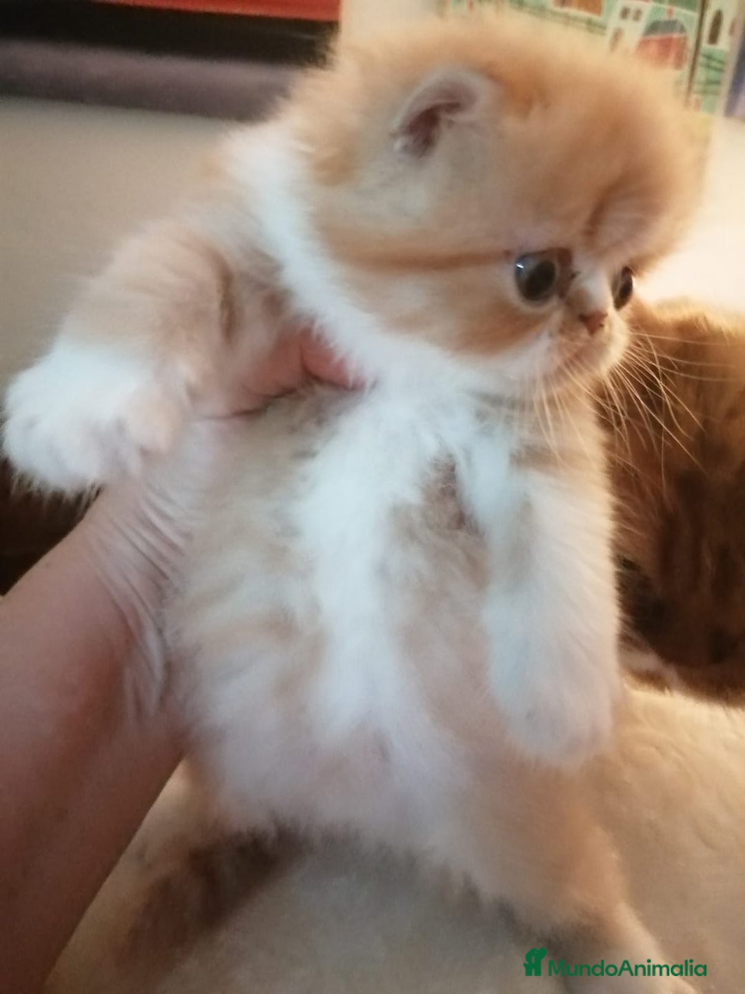 Persa gatos en venta: Persa Exótico Hembra - Imagen 3