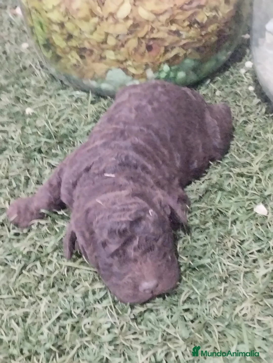 Perro de Agua Español perros en venta: Cachorro PDA chocolate - Anuncio 3