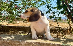 Beagle perros en venta: Beagle tricolor  - Imagen 2
