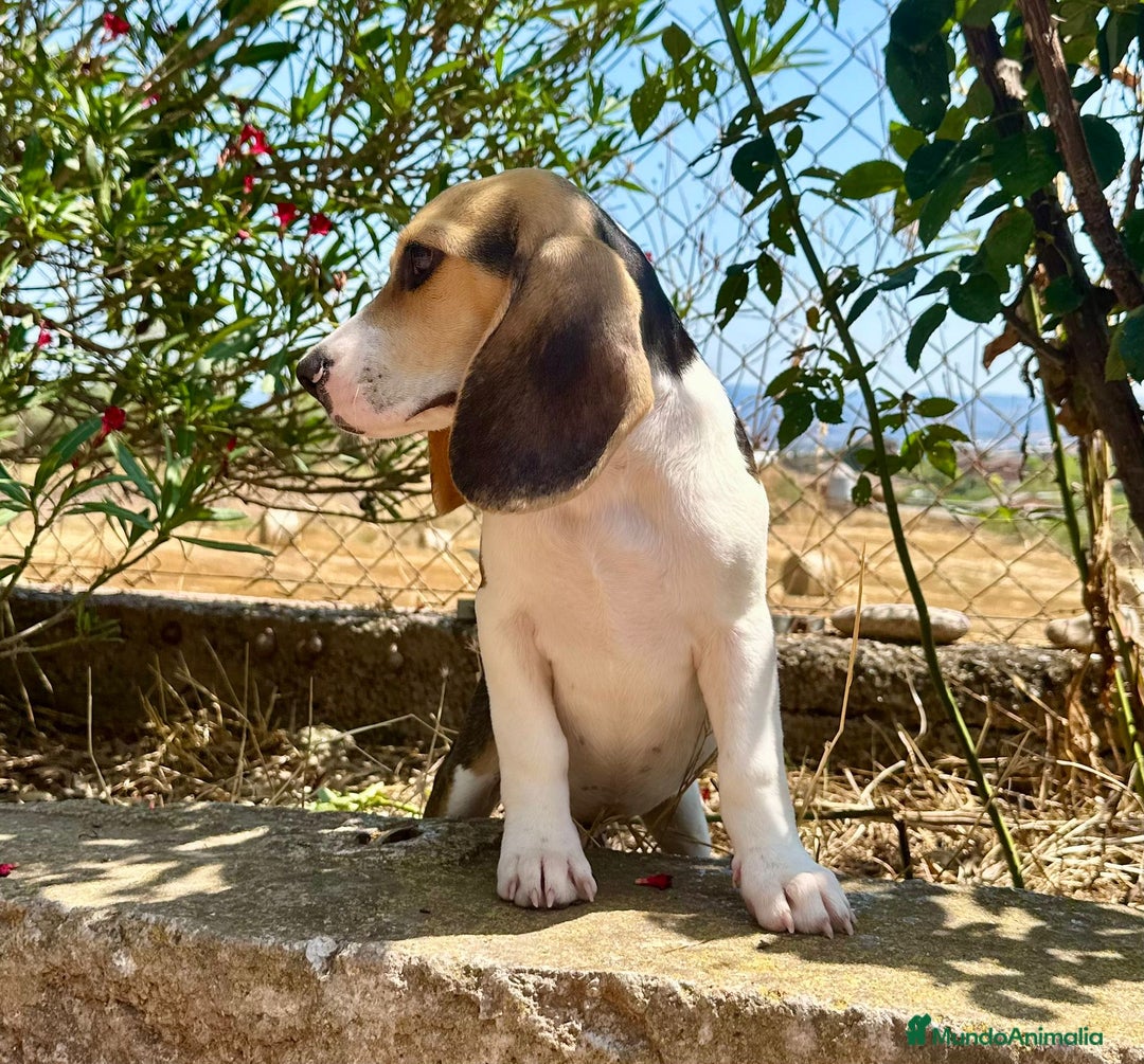 Beagle perros en venta: Beagle tricolor  - Imagen 2