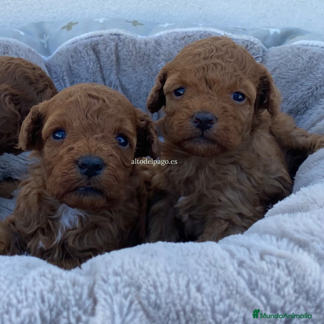 Caniche Toy perros Cachorros de Caniche toy / enano en Madrid - Anuncio 13