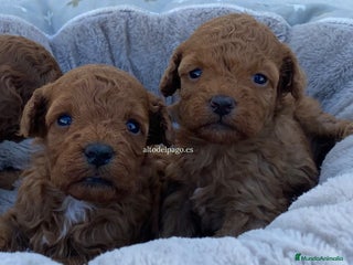 Caniche Toy perros en Madrid - Anuncio 40