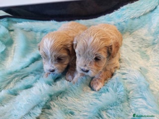 Maltipoo perros MALTIPO HEMBRAS EXCLUSIVAS - Anuncio 1