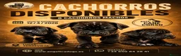 Cane Corso perros en venta: Cane corso - Anuncio 3