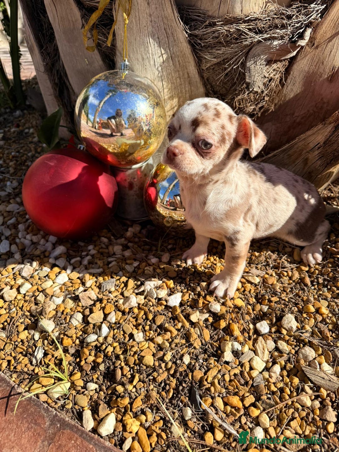 Chihuahua perros en venta: Chihuahua merle - Anuncio 1