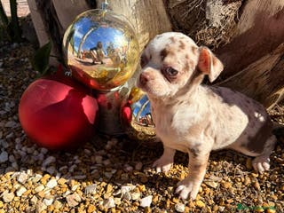 Chihuahua perros Chihuahua merle - Anuncio 16