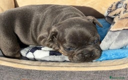 Bulldog Francés perros en venta: Bulldog francés Blue an tan  - Anuncio 1