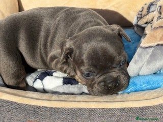 Bulldog Francés perros Bulldog francés Blue an tan - Anuncio 1