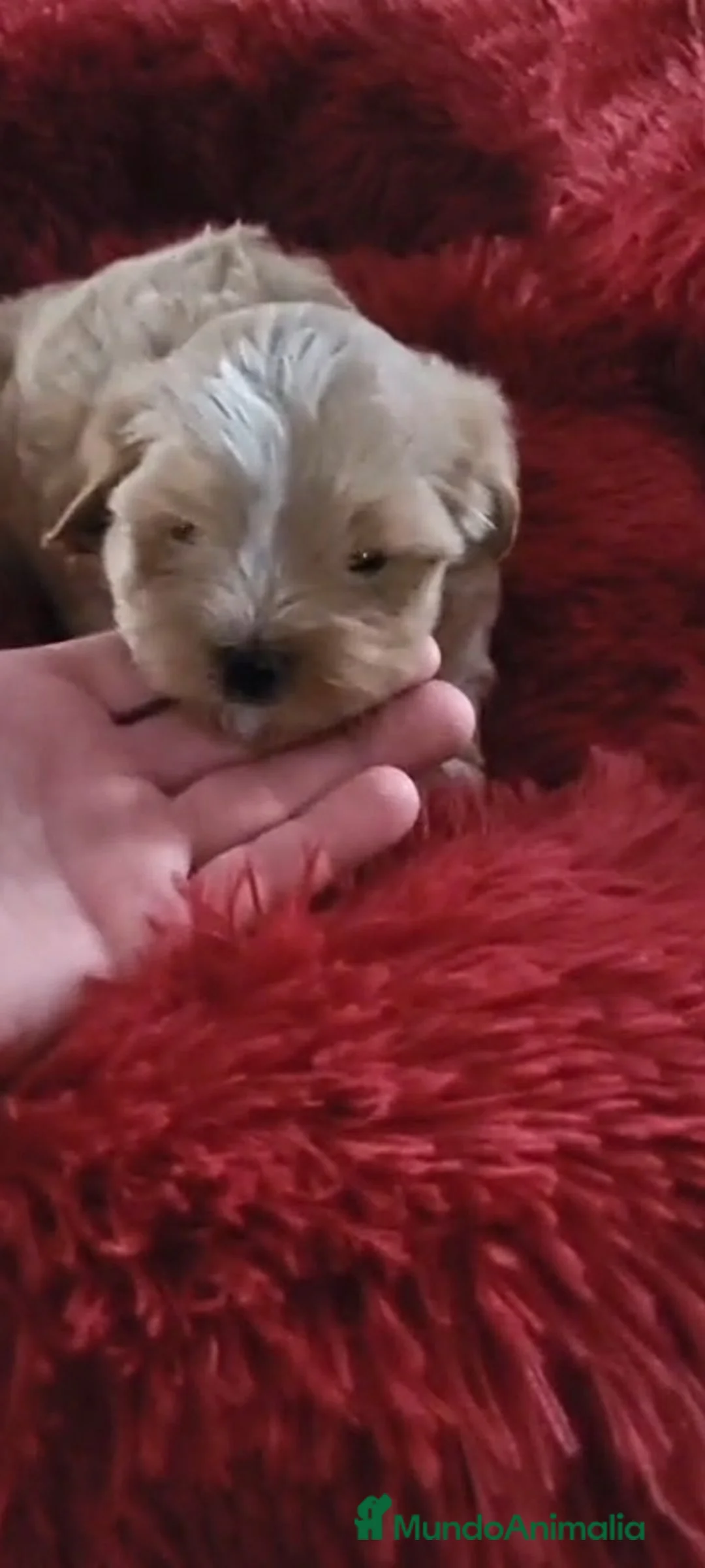 Maltipoo perros en venta: Maltipoo - Anuncio 2