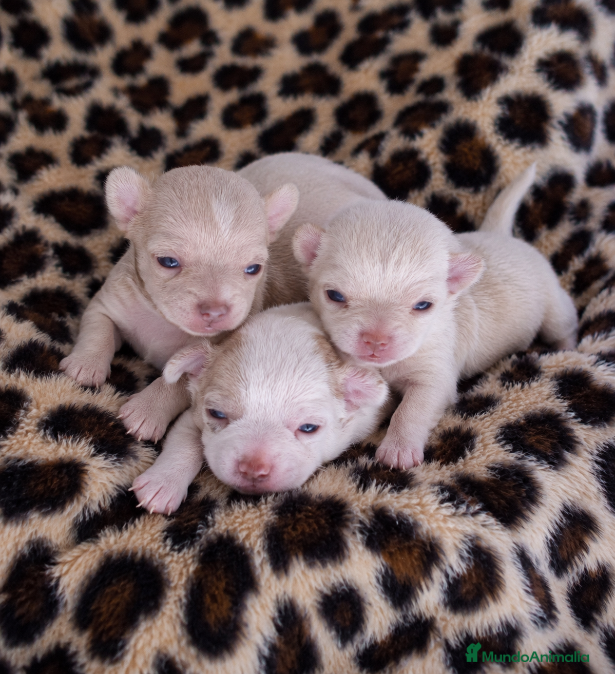 Chihuahua perros Preciosa camada de chihuahuas🐾💙💖 - Anuncio 25