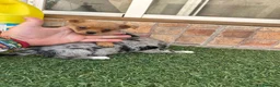 Pomchi perros en venta: Cruzaditos de chihuahua y pomerania  - Anuncio 9
