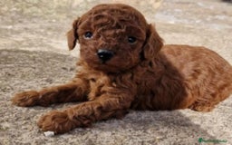 Caniche Enano perros en venta: Caniche rojo  - Imagen 1