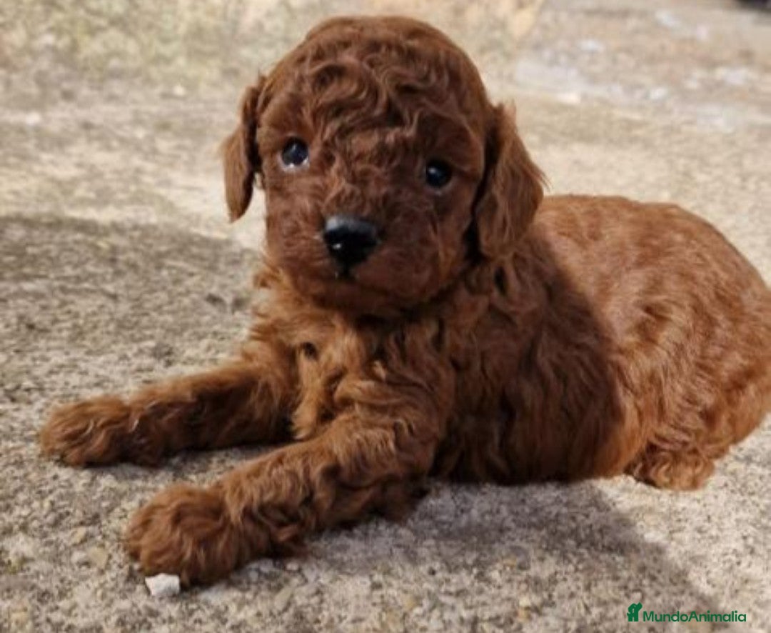 Caniche Enano perros en venta: Caniche rojo  - Imagen 1