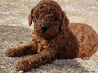 Caniche Enano perros Caniche rojo - Anuncio 1