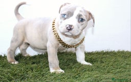 American Pit Bull Terrier perros en venta: American pitbull hembra de pitbull diamante unico  - Imagen 7