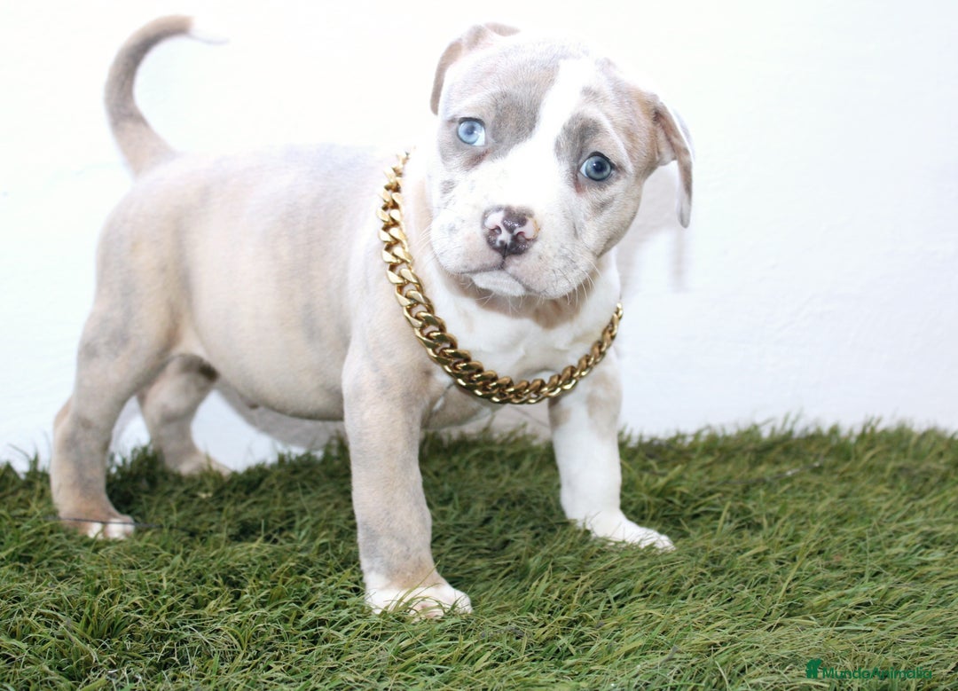 American Pit Bull Terrier perros en venta: American pitbull hembra de pitbull diamante unico  - Imagen 7