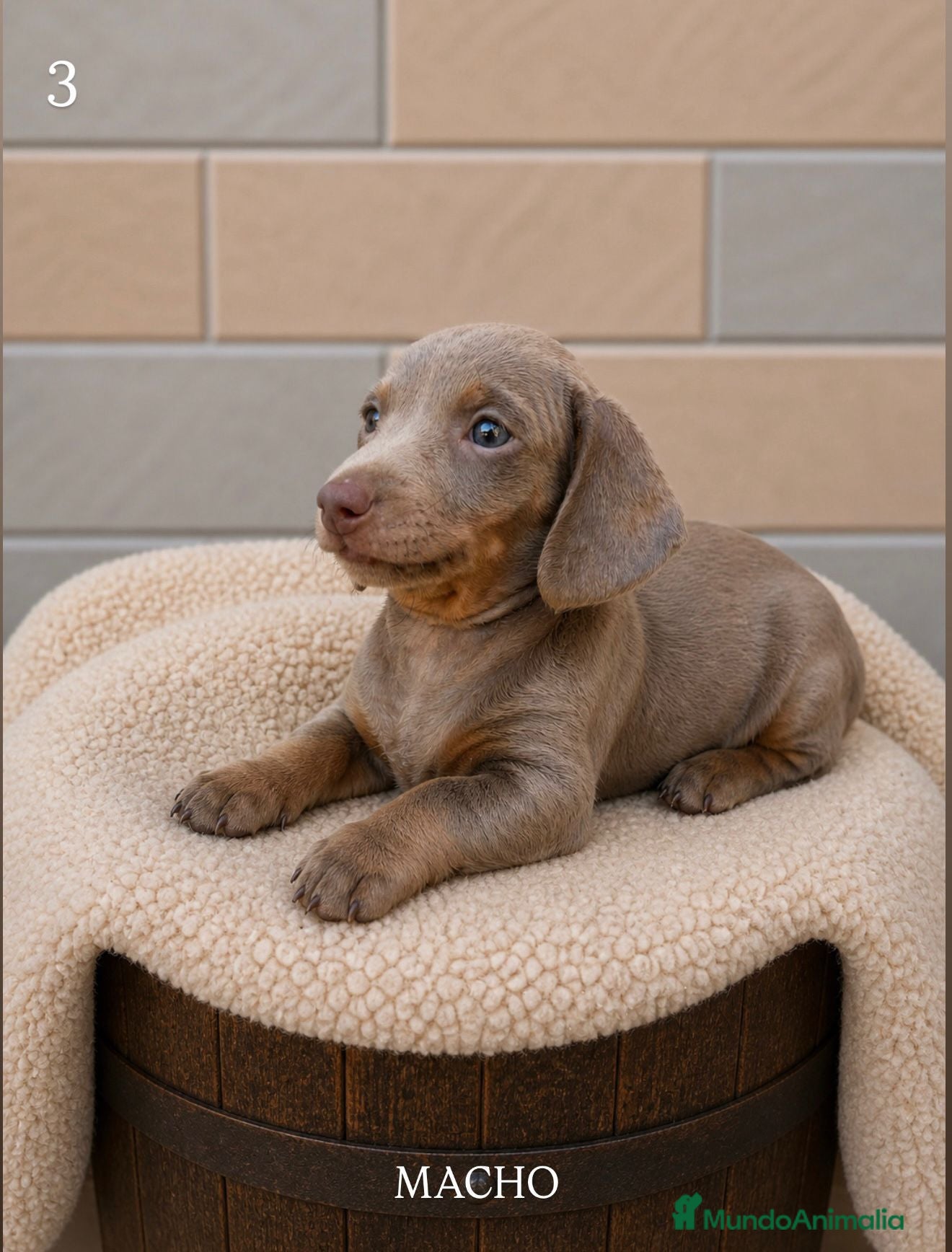 Teckel Miniatura perros Teckel mini lilac - Anuncio 9