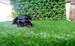 Teckel Miniatura perros en venta: Teckels Mini toy  - Imagen 2