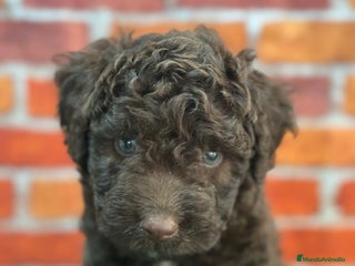 Perro de Agua Español perros Perro de agua - Anuncio 6