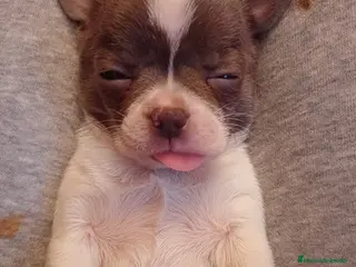 Chihuahua perros Macho de chihuahua blue toys - Anuncio 8