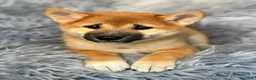 Shiba Inu perros en venta: Macho Shiba inu - Anuncio 1