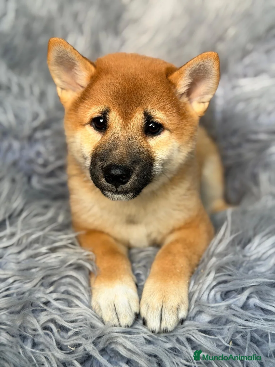 Shiba Inu perros en venta: Macho Shiba inu - Anuncio 1