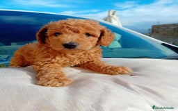 Caniche Toy perros en venta: Caniche toy - Imagen 1