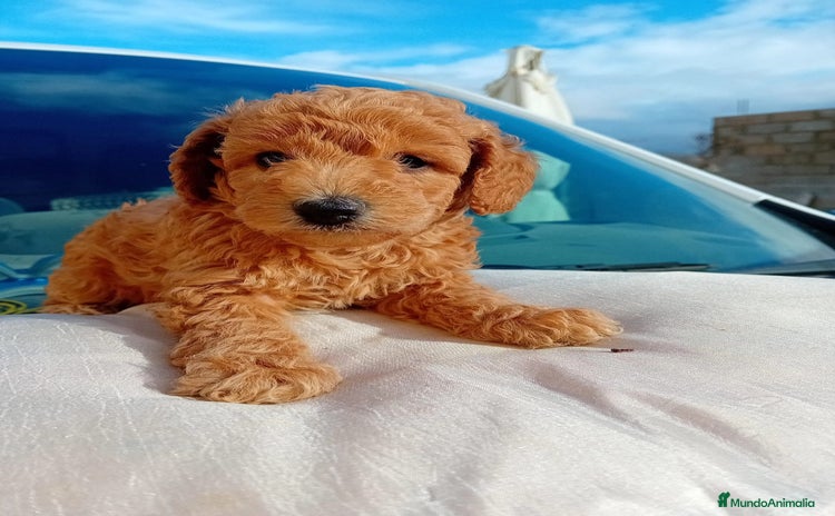Caniche Toy perros - Anuncio 10
