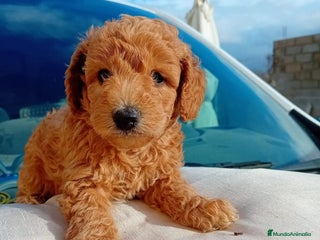 Caniche Toy perros - Anuncio 4
