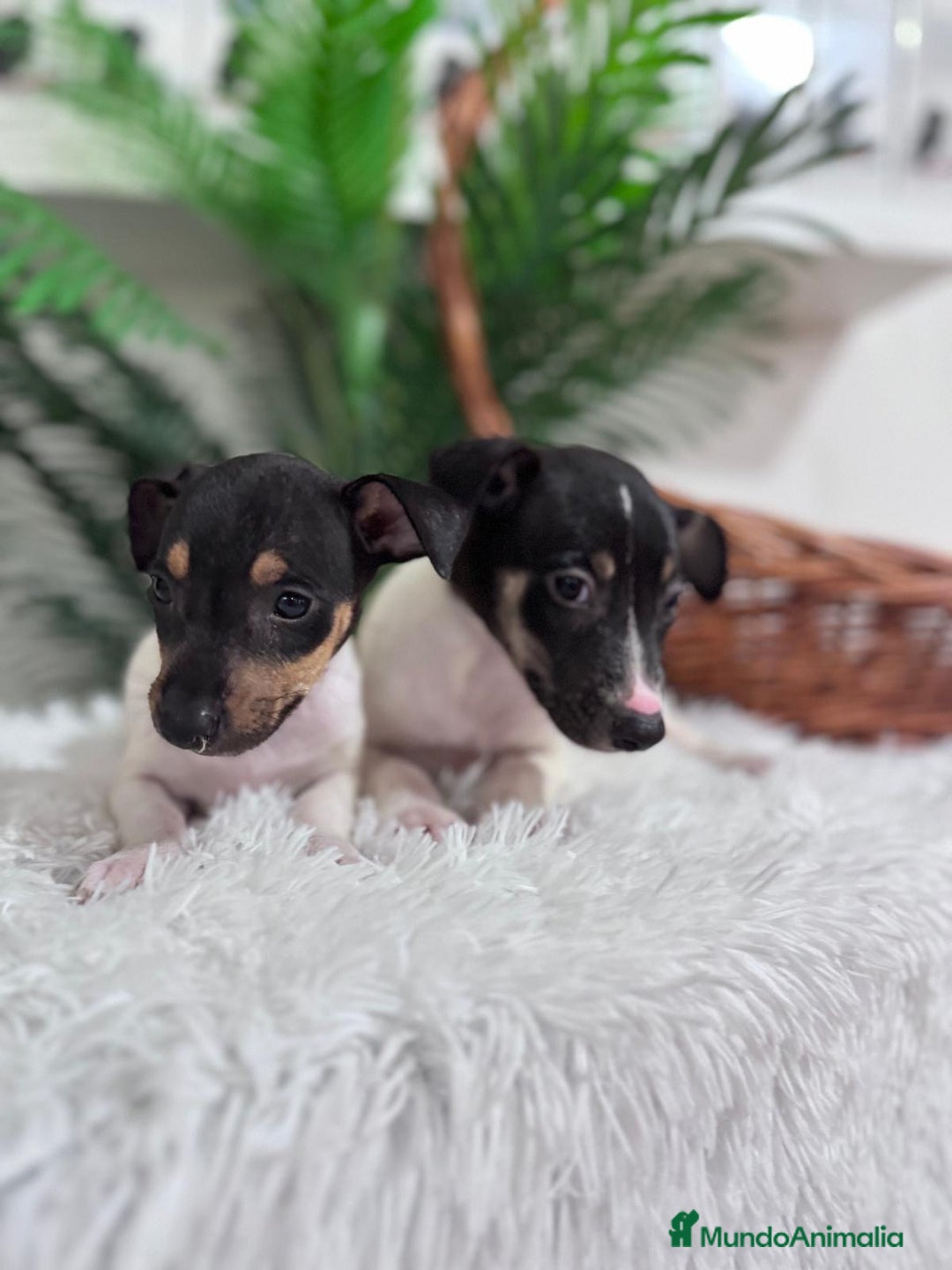Ratonero Bodeguero Andaluz perros en venta: BODEGUERO MACHOS - Imagen 4
