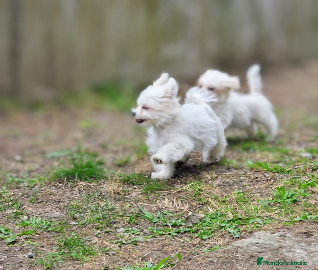 Bichón Maltés perros en venta: Camada de bichón maltés - Imagen 33