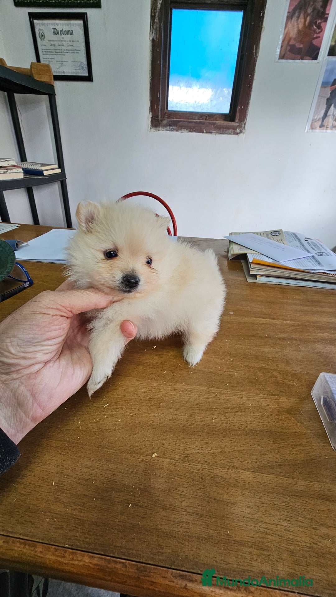 Pomerania perros en venta: Pomerania mini toy - Anuncio 2