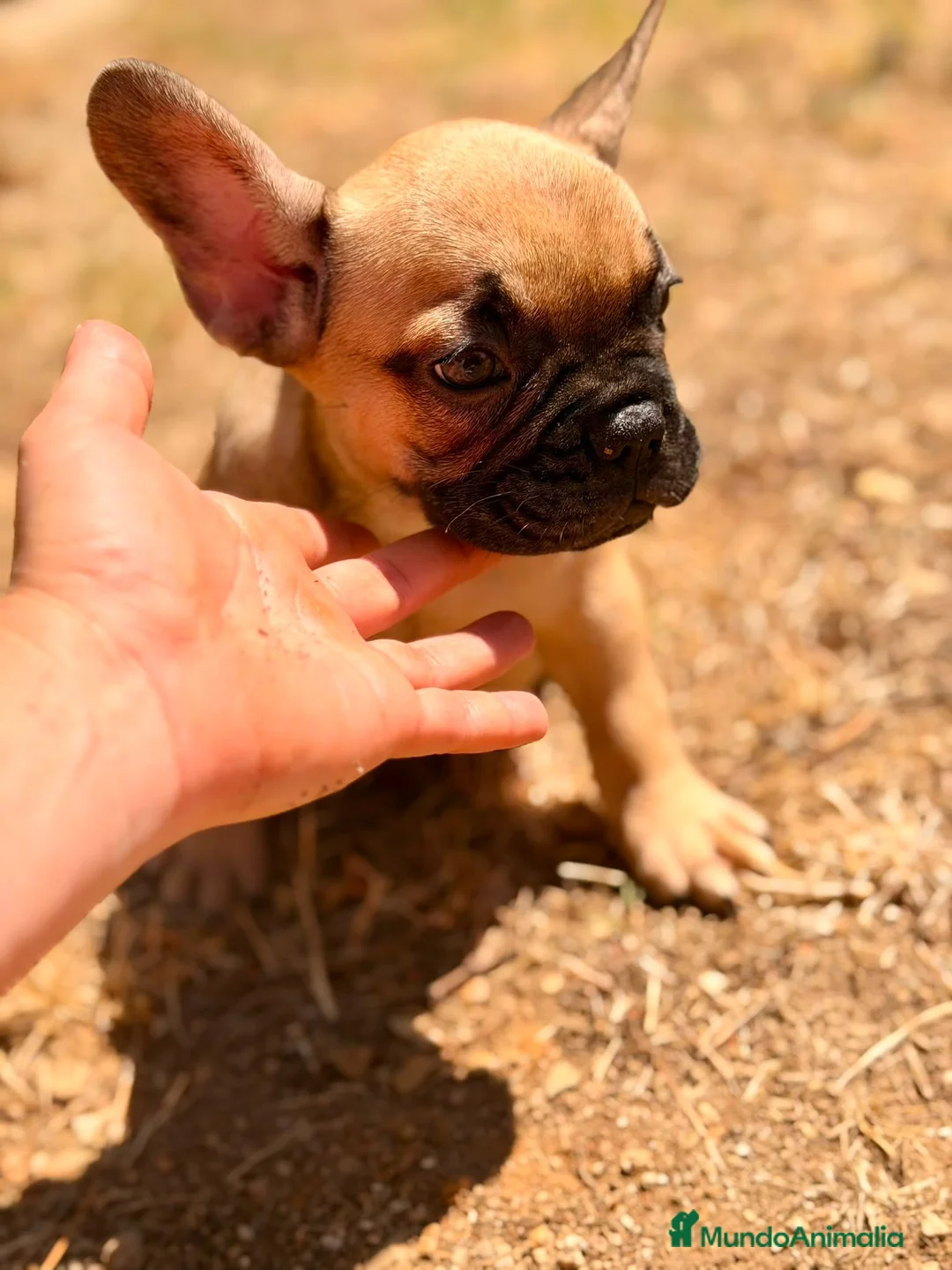Bulldog Francés perros en venta: BULLDOG FRANCÉS  - Anuncio 5