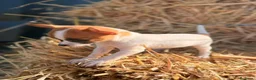 Chihuahua perros en venta: Disponible Chihuahuas de calidad  - Anuncio 10