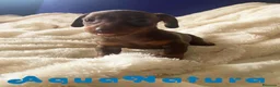 Teckel Miniatura perros en venta:  Teckel Macho de Kily y Tilo 1882 AQUANATURA en Barcelona - Anuncio 4