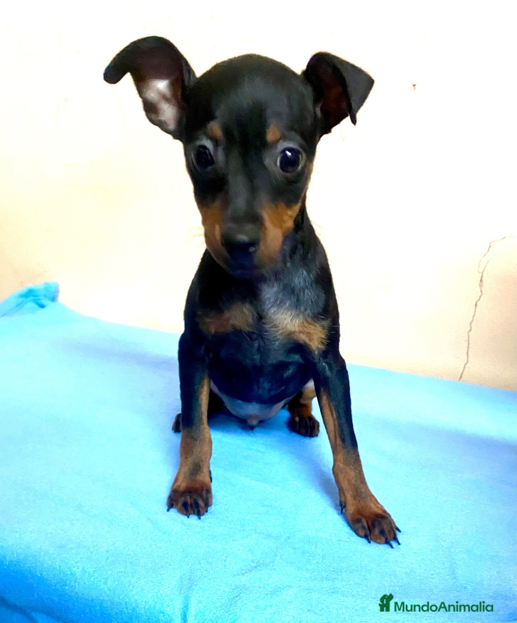 Pinscher Miniatura perros Pinscher miniatura - Anuncio 7