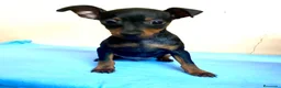 Pinscher Miniatura perros en venta: Pinscher miniatura - Anuncio 1
