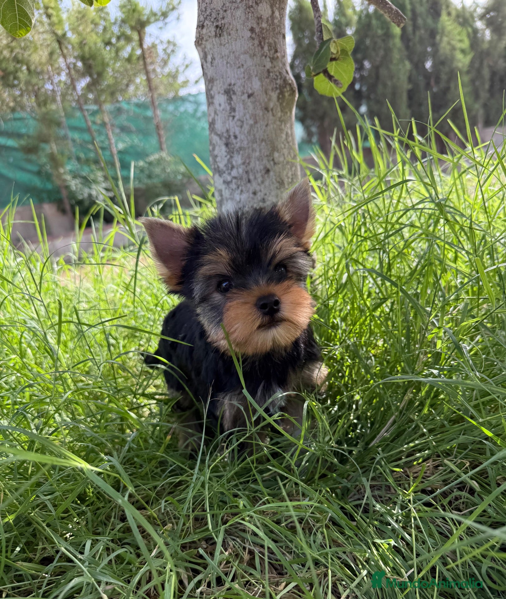 Yorkshire Terrier perros Un niño pequeño  - Anuncio 5