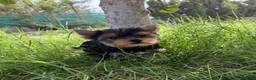 Yorkshire Terrier perros en venta: Un niño pequeño  - Anuncio 1