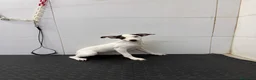 Ratonero Bodeguero Andaluz perros en venta: Cachorro Bodeguero Andaluz 300€ ¡PRECIO REAL! - Anuncio 5