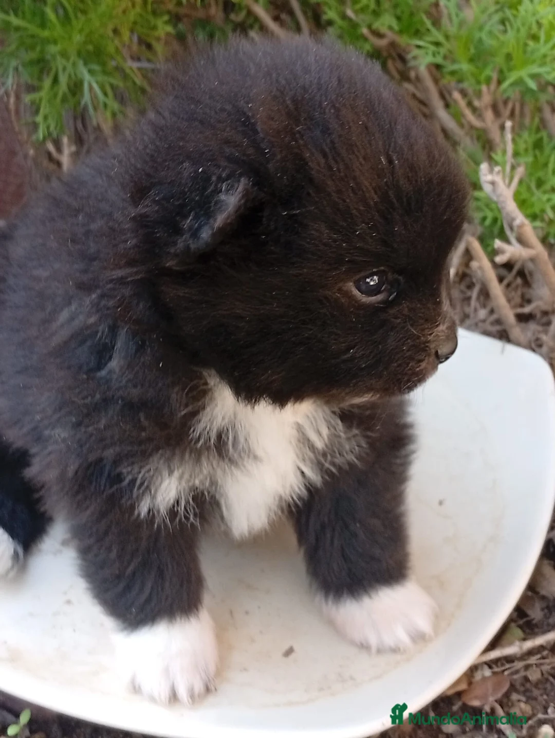 Pomerania perros en venta: Pomerania  - Anuncio 1