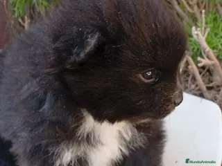 Pomerania perros Pomerania - Anuncio 2