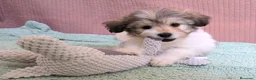 Bichón Habanero perros en venta: Machitos de bichon habanero - Anuncio 22
