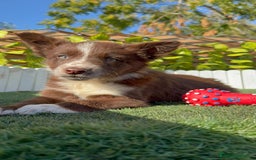 Border Terrier perros en venta: BORDER COLLIE - Anuncio 1